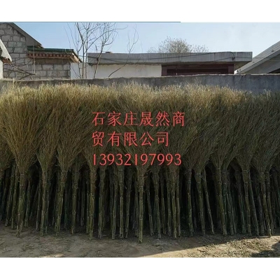 大掃把