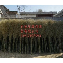 大掃把